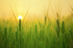 barley field in the sun