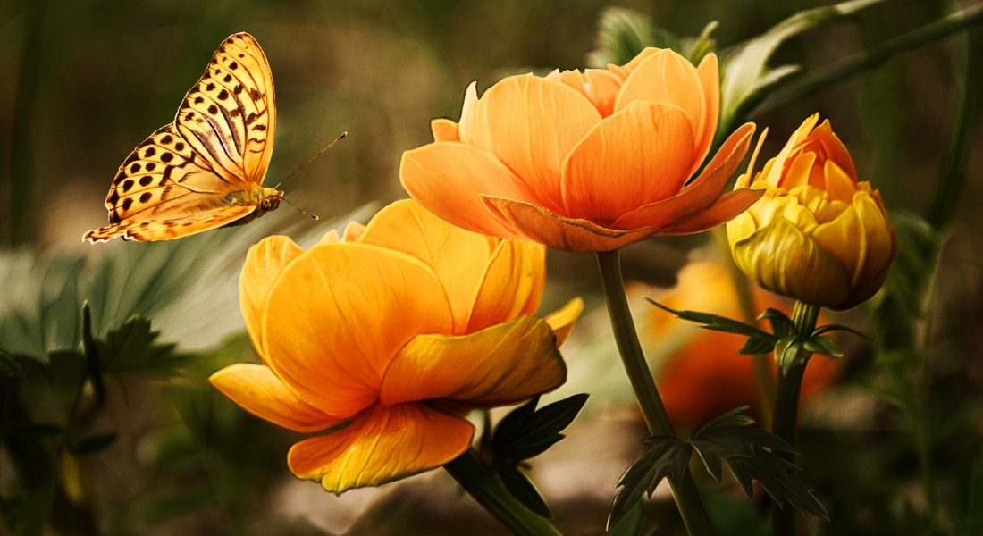 flowers with butterfly